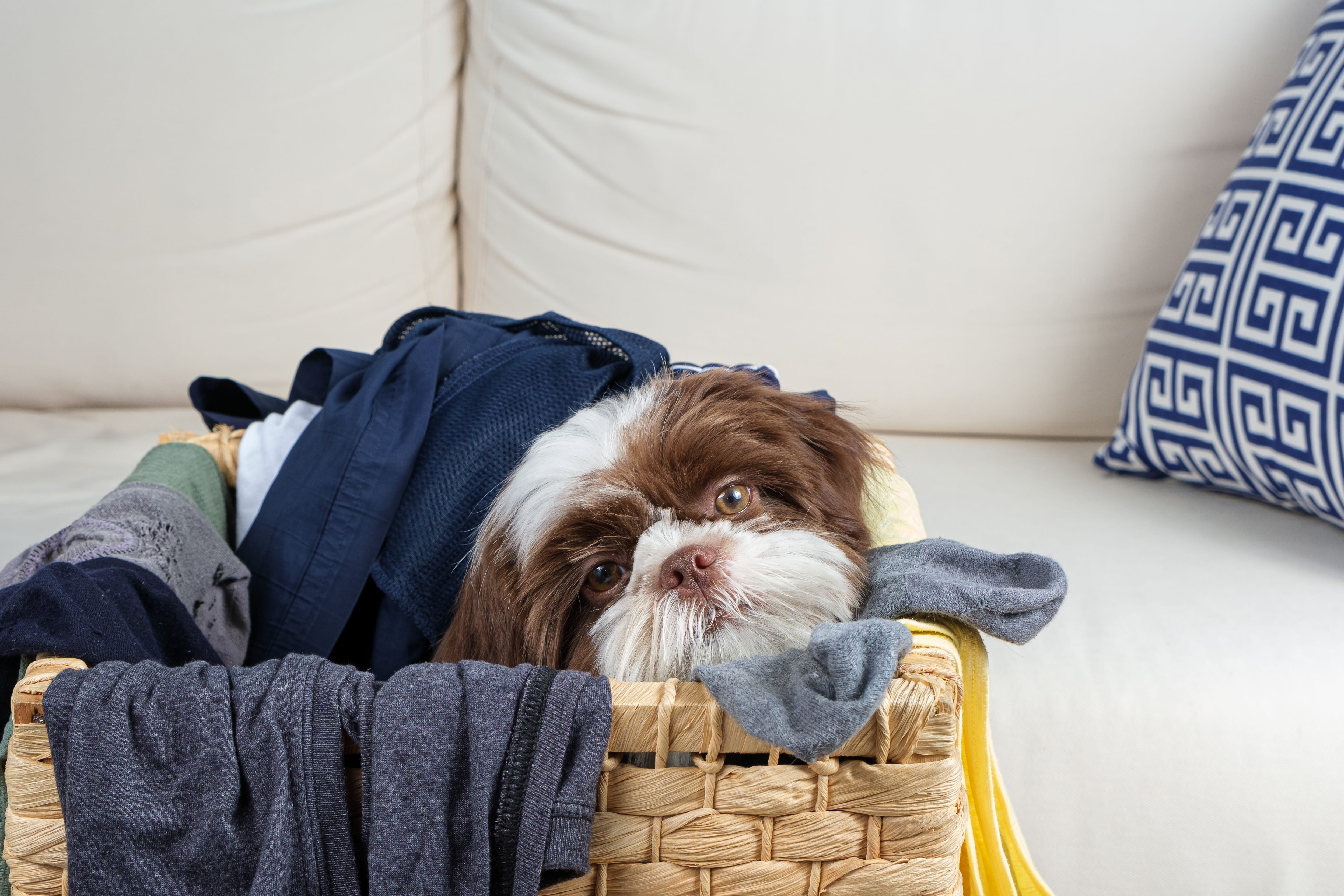 shih tzu dog inside laundry basket
