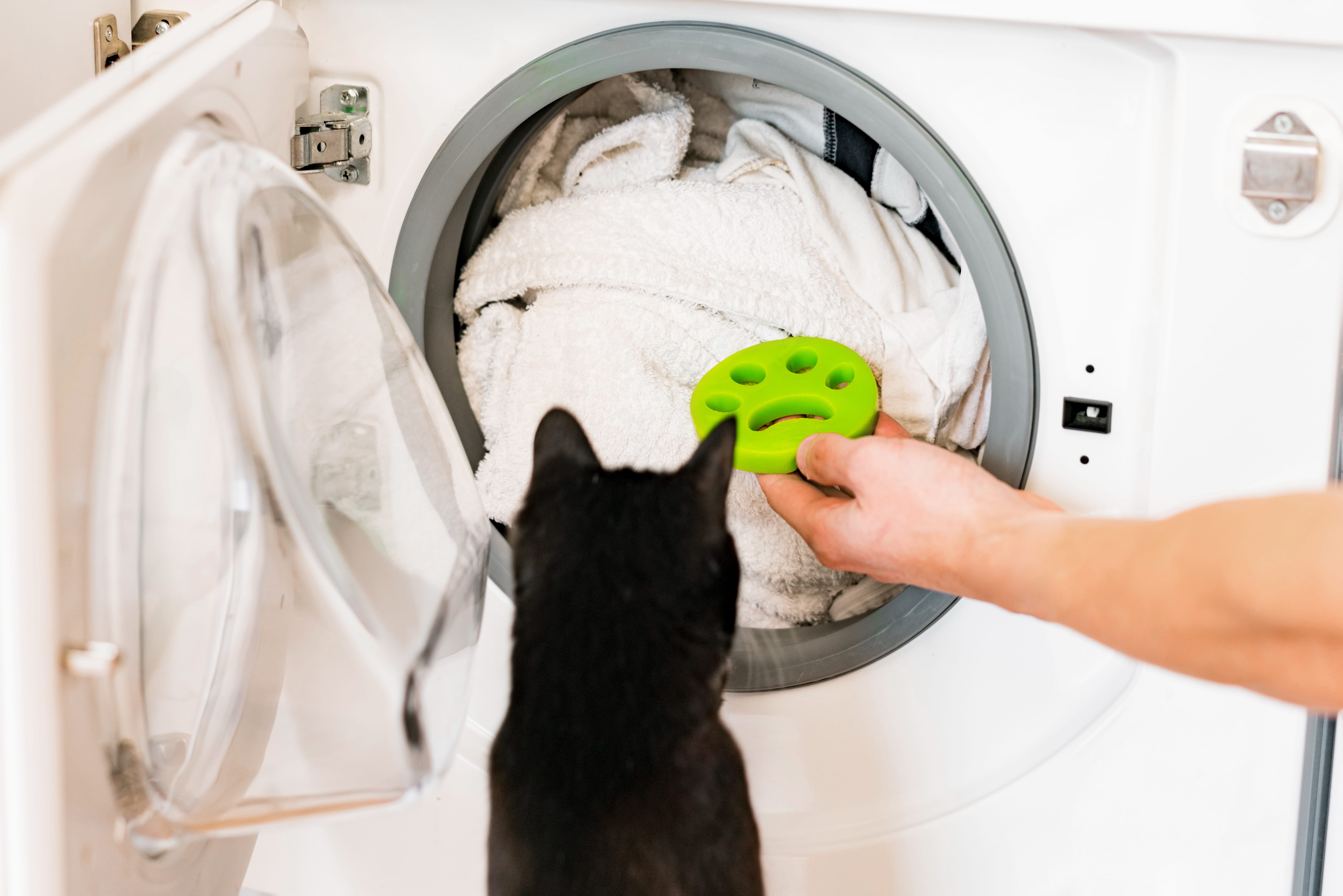black-cat-looking-at-laundry-machine