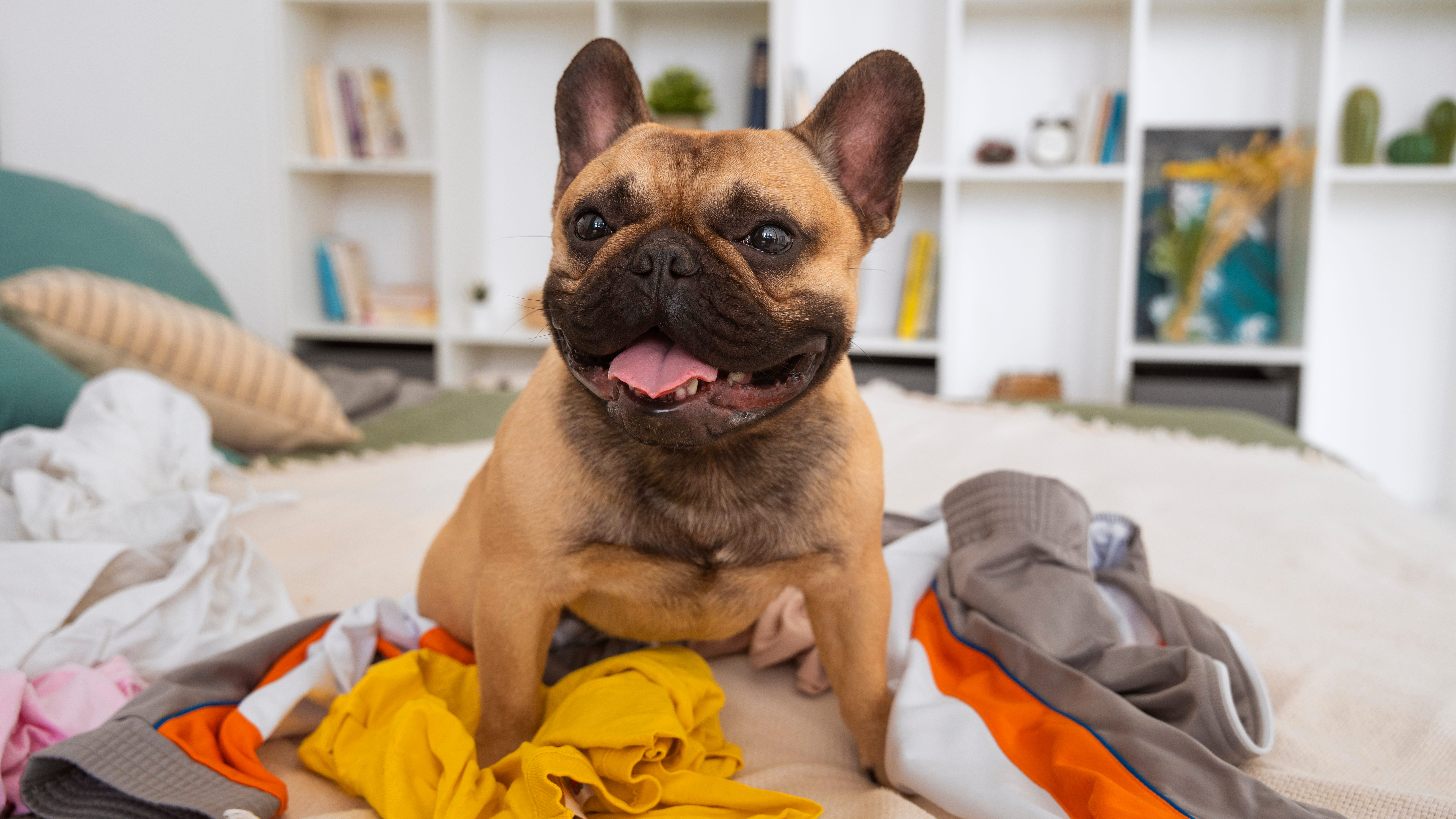 dog on pile of clothes